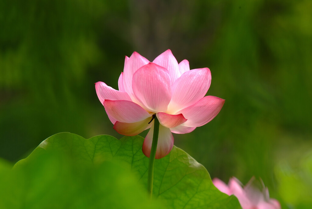 今を生きる✾蓮