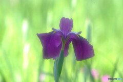 Japanese Beauty✿皐月の想い