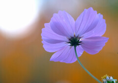 ここに生きる✿コスモスの心