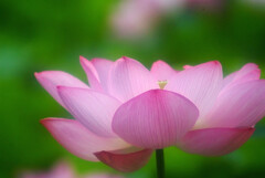 Eternal garden✿酔いしれて