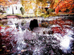 華やかに美しく✿落葉の時