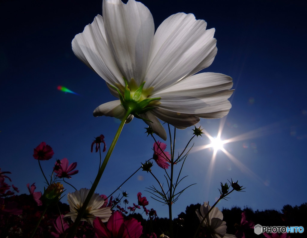 至福の時間・秋桜