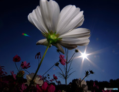 至福の時間・秋桜