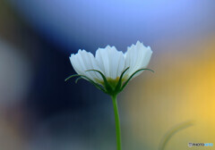 華やかに美しく❁神無月の秋