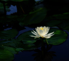 時の旅人Ⅲ
