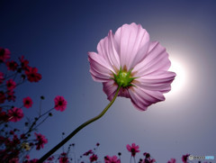 願い事一つ叶うなら・・