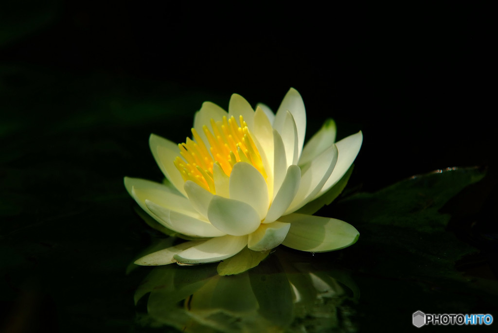 希望の光・華