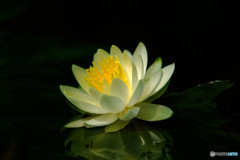 希望の光・華