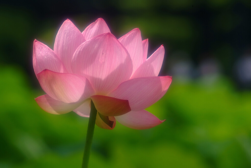 Memories of JuneⅥ✾蓮
