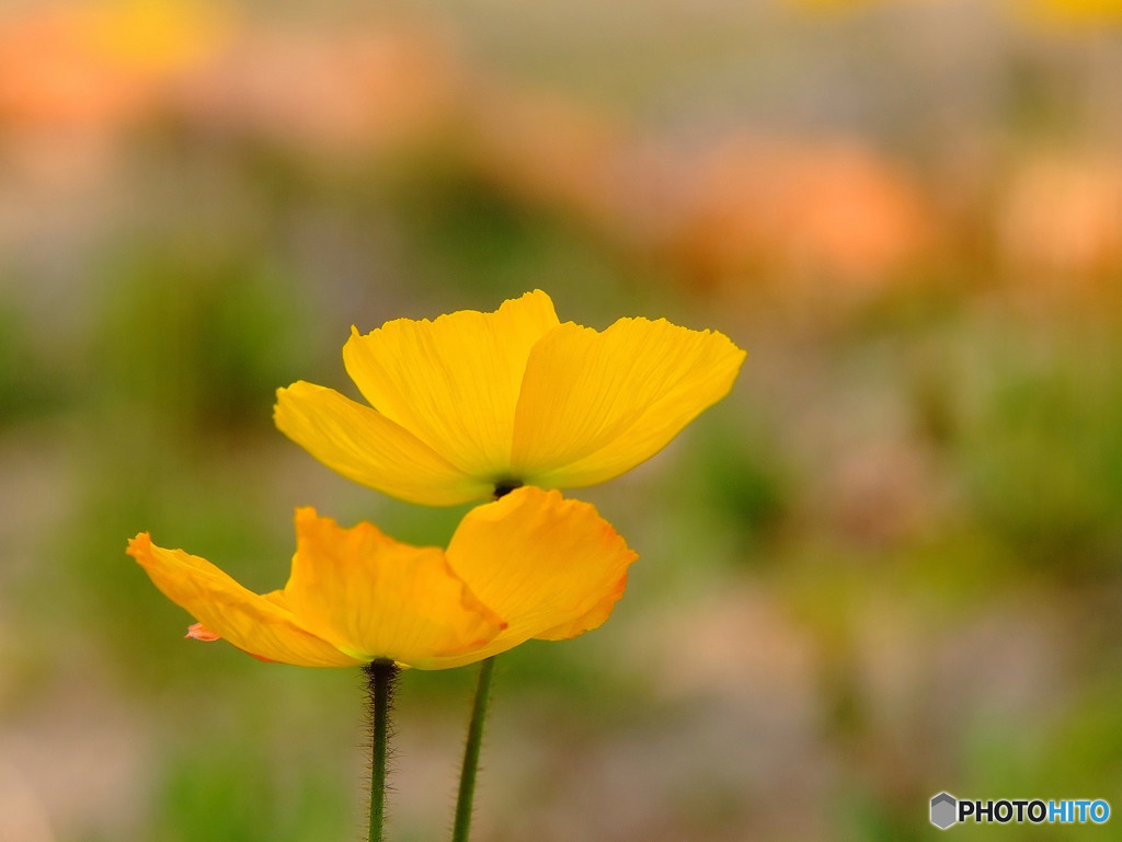ふたりなら・華