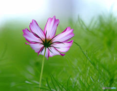 都会のオアシス・秋桜