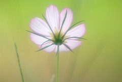 秋桜の約束