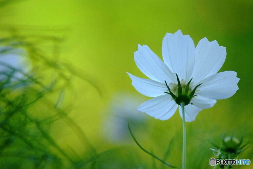 癒しの午後✿華