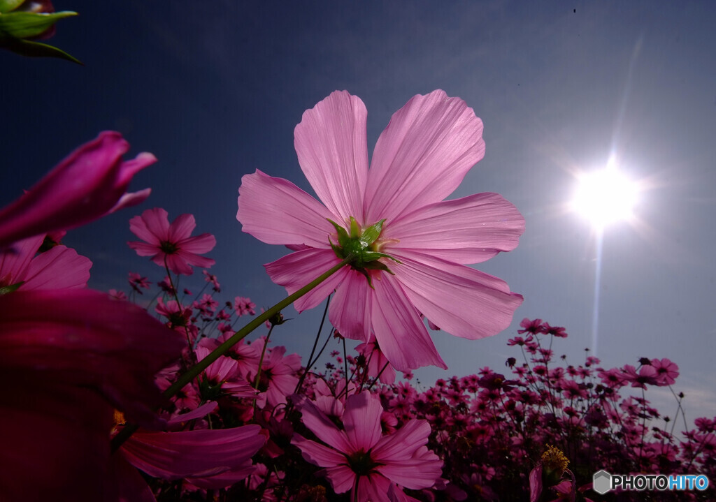 SHINING★STAR❁秋桜