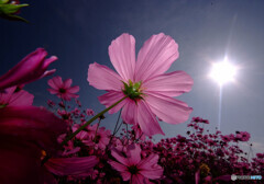 SHINING★STAR❁秋桜