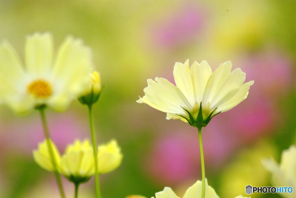 都会のOasis❁秋桜の夢