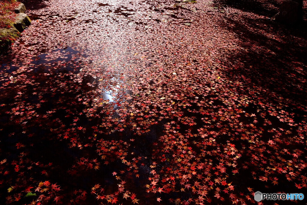 儚くも紅葉✾水面の彩