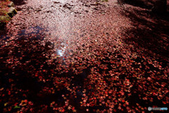 儚くも紅葉✾水面の彩