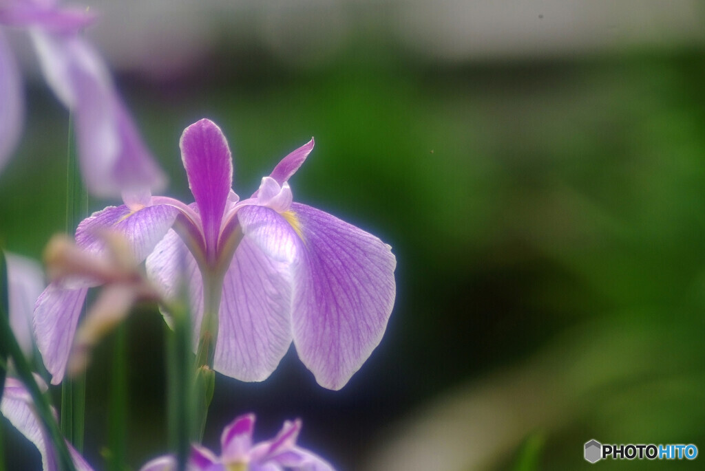 My LifeⅦ✿菖蒲物語