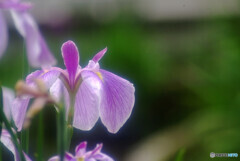 My LifeⅦ✿菖蒲物語
