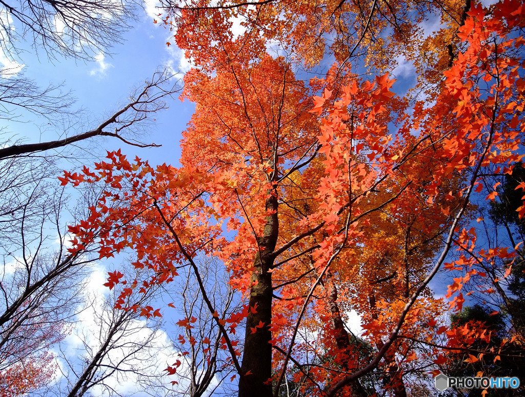 紅葉散歩・万博公園