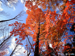紅葉散歩・万博公園