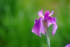Requiem✿菖蒲日記