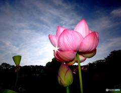 輝きの中で・蓮