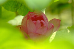 小夏の候✿蓮