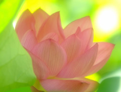 優美な世界・蓮