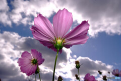 THE COSMOS✿秋雲の誘惑