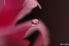 君の瞳に恋してる・雫