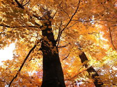 錦秋の名残✿万博2025