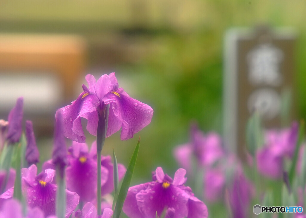 Natural・5月の風
