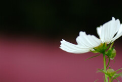 Morning Bright★秋桜2025
