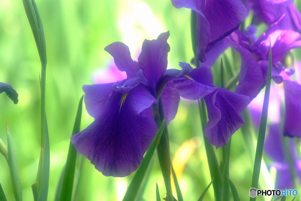 June Memories✿彩2022