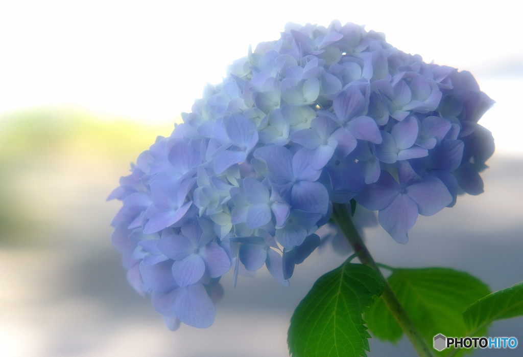 安らかな時・華