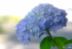 安らかな時・華