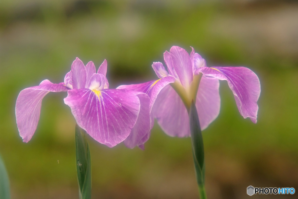 二人は恋人・華