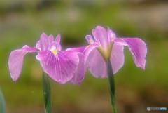 二人は恋人・華