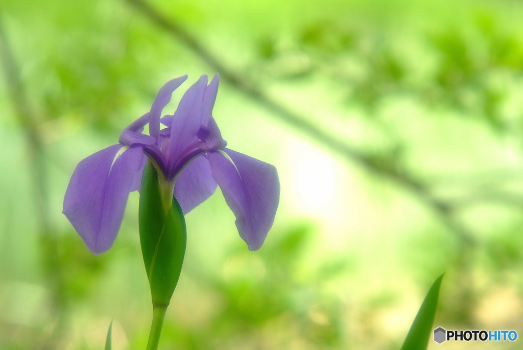 新緑の貴婦人・華