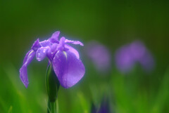 雨月の午後✿Iris laevigata