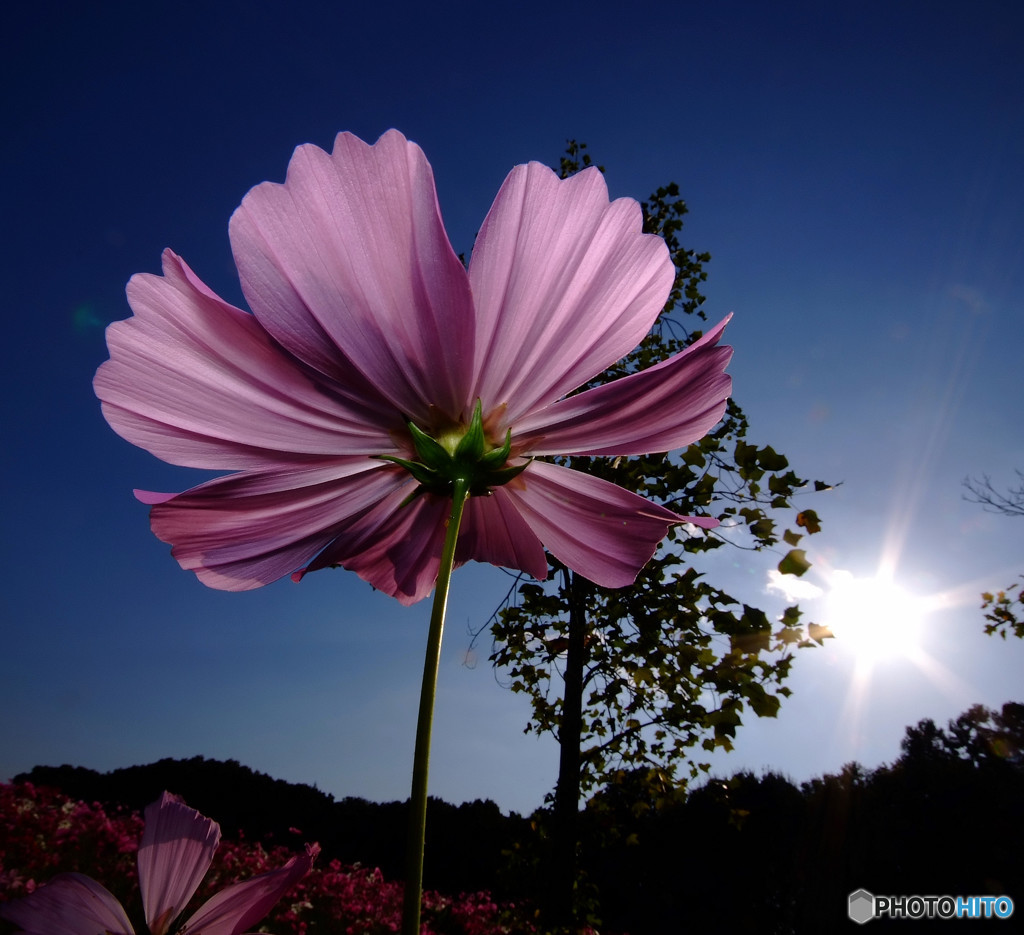 希望・秋桜