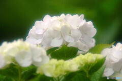水月の出会い✿2021