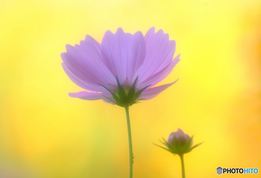 華やかに美しく・恋