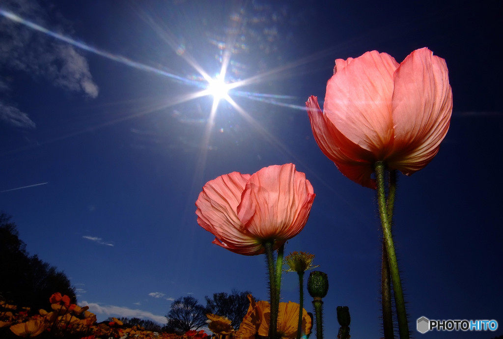 Shining Star！