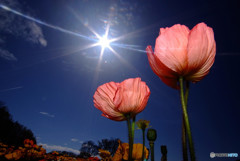 Shining Star！