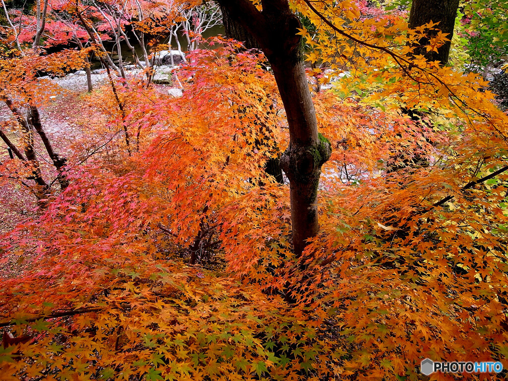 龍が如く✿紅葉2022