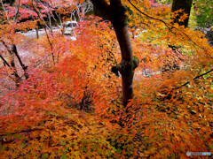 龍が如く✿紅葉2022