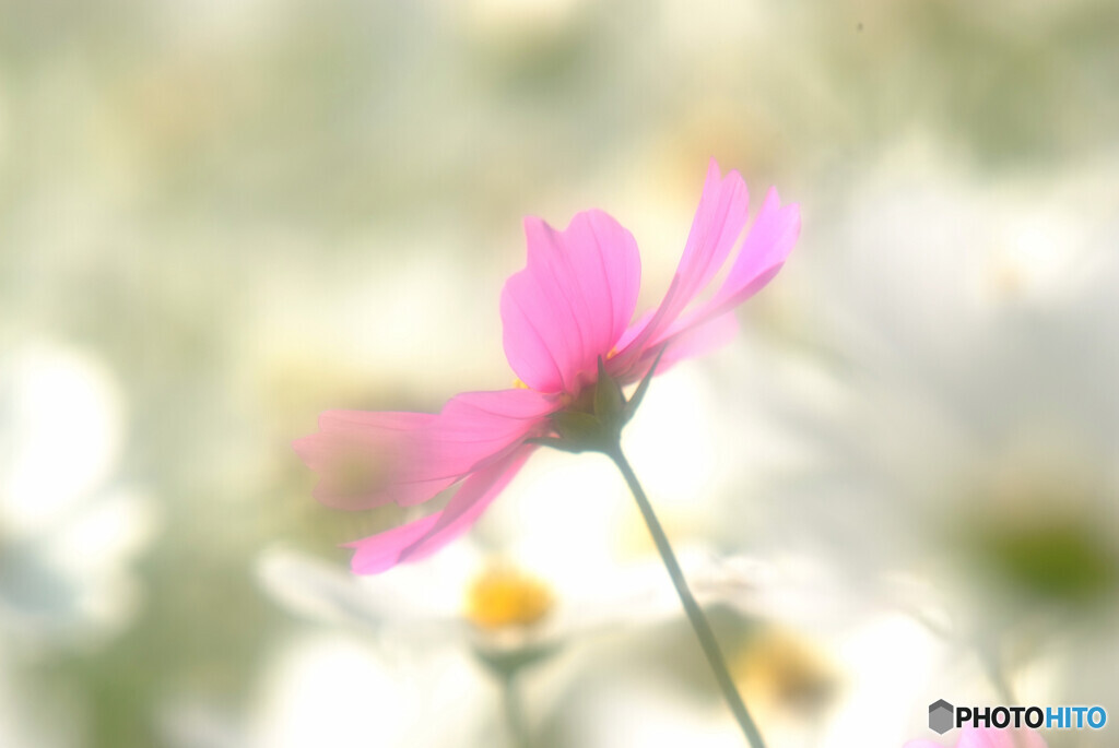 夢で逢いましょう✿こすもす